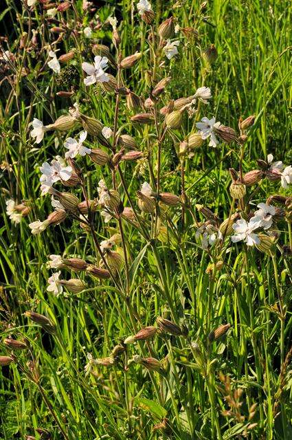 Plancia ëd Silene latifolia Poir.