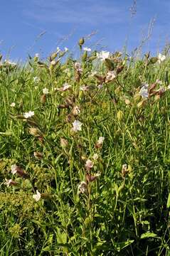 Слика од Silene latifolia Poir.