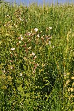 Imagem de Silene latifolia Poir.