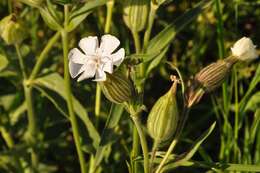 Plancia ëd Silene latifolia Poir.