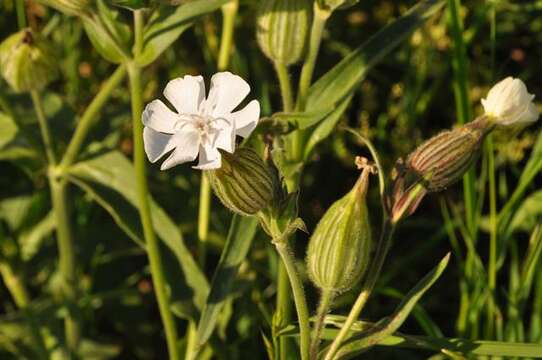 Слика од Silene latifolia Poir.