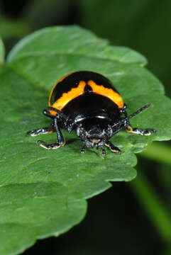 Image of Swamp Milkweed Leaf Beetle