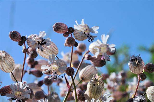 Image of Bladder Campion