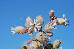 Image of Bladder Campion