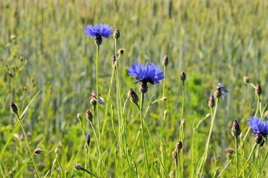 Centaurea resmi