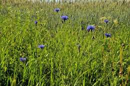 Image of knapweed