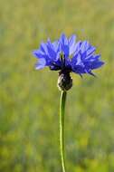 Image of knapweed