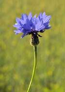 Image of knapweed