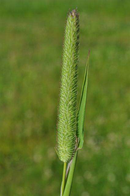 Image of Timothy or Cat's Tail