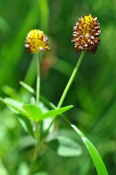 Image of brown moor clover