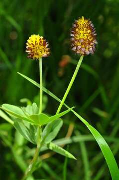 Image of brown moor clover