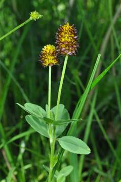 Image de Trifolium spadiceum L.