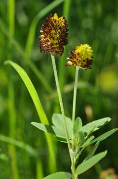 Image of brown moor clover