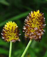 Image of brown moor clover