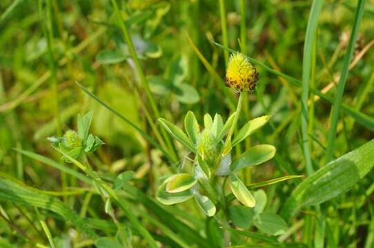 Слика од Trifolium spadiceum L.