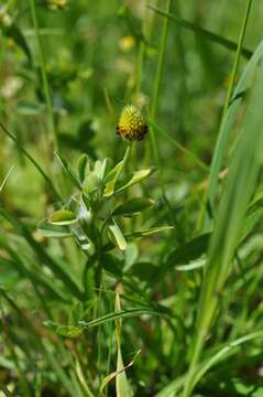 Image of brown moor clover