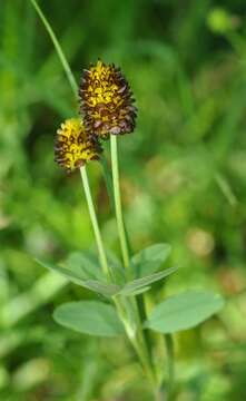 Image of brown moor clover