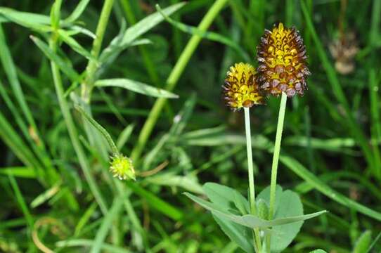 Image de Trifolium spadiceum L.