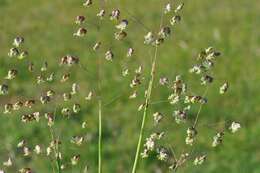 Image of Quaking Grasses