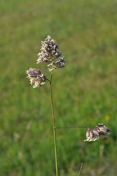 Image of Cocksfoot or Orchard Grass