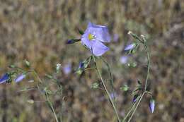 Image of flax family