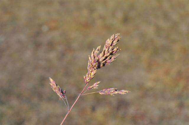 Image of Meadow Grasses