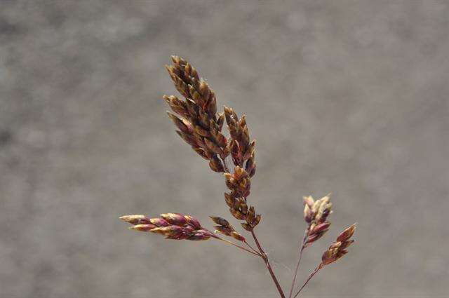 Image of Meadow Grasses