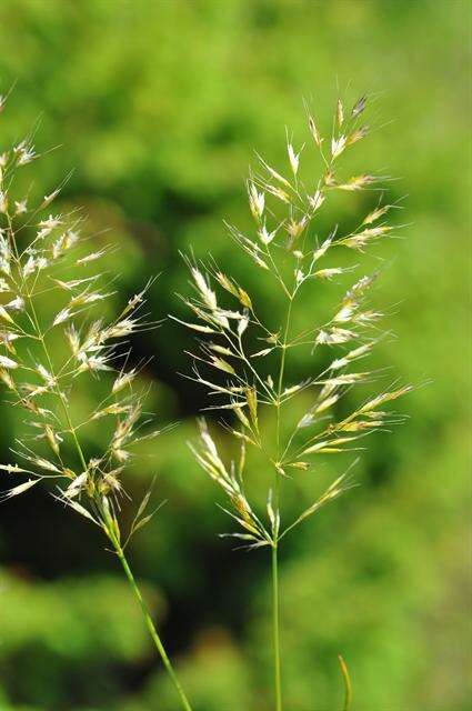 Image of oatgrass