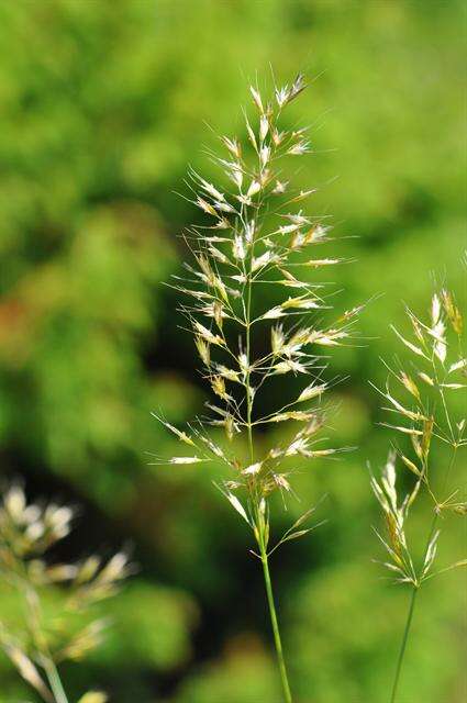 Image of oatgrass