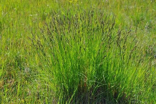 Image of Tufted Sedge