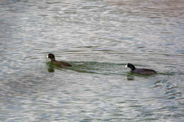 Image of Fulica Linnaeus 1758