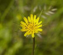 Image de Tragopogon minor Mill.