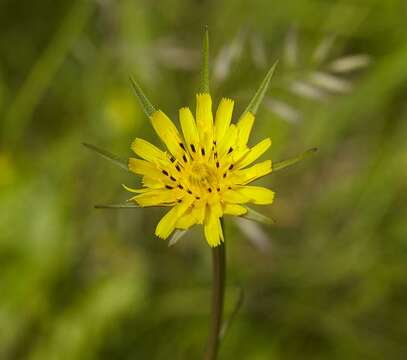 Image de Tragopogon minor Mill.