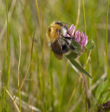 Image of honeybees, bumblebees, and relatives