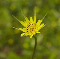 Image de Tragopogon minor Mill.