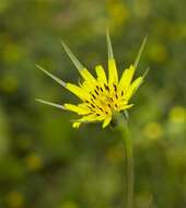 Image de Tragopogon minor Mill.