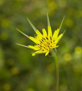 Image of Tragopogon minor Mill.