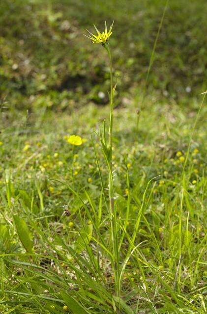 Image de Tragopogon minor Mill.