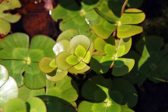 Image of Nymphoides geminata (R. Br.) Kuntze