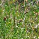 Image of early sedge