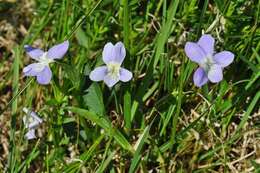 Image of Fen violet