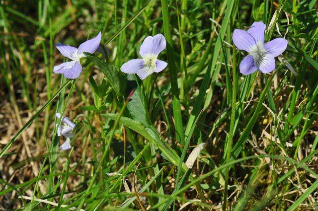 Image of Fen violet