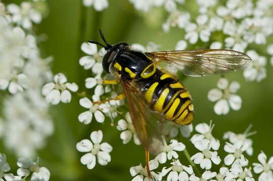 Image of Chrysotoxum