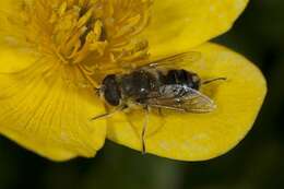 Слика од Eristalis interrupta (Poda 1761)