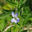 Image of Viola elatior Fries