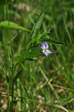 Image of Viola elatior Fries