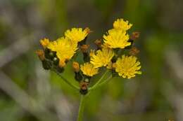 Image of Pilosella cymosa (L.) Sch. Bip., F. W. Schultz & Sch. Bip.