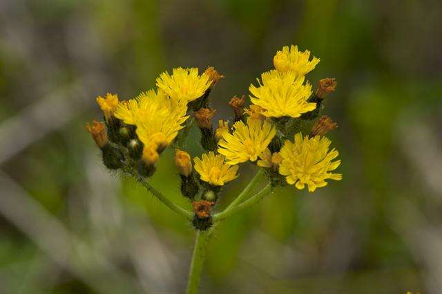 Image of Pilosella cymosa (L.) Sch. Bip., F. W. Schultz & Sch. Bip.