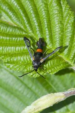 Image of <i>Synanthedon culiciformis</i>