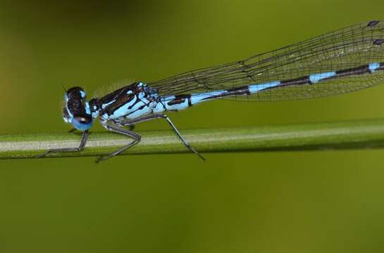 Image of Variable Bluet